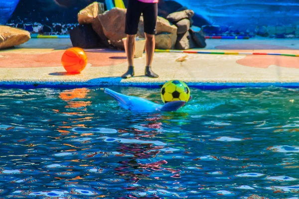 Netter Delfin Spielt Ball Und Tanzshows Schwimmbad — Stockfoto