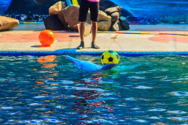 Golfinho Bonito Está Jogando Bola Dançando Shows Piscina — Fotografia de Stock