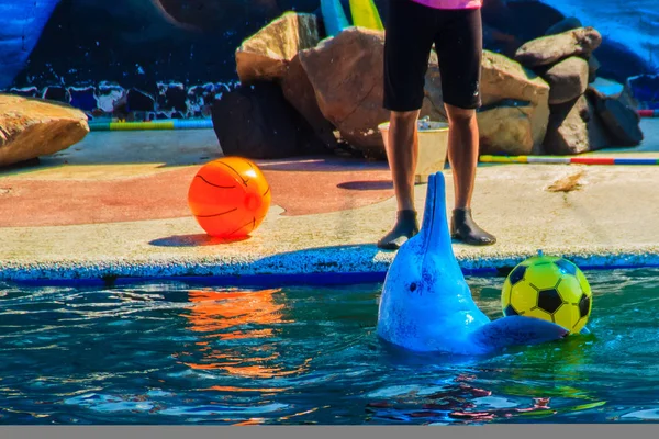 Dauphin Mignon Joue Ballon Danse Spectacles Dans Piscine — Photo