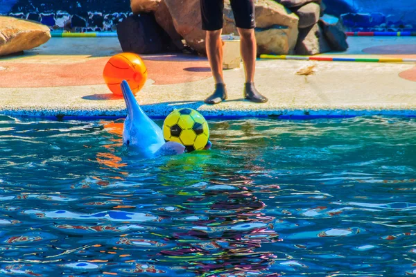 Golfinho Bonito Está Jogando Bola Dançando Shows Piscina — Fotografia de Stock