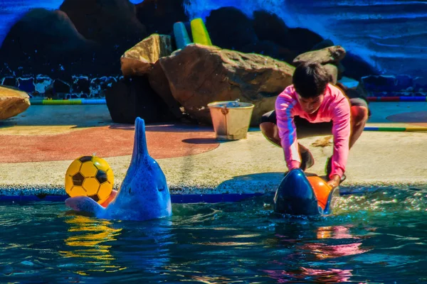 Dauphin Mignon Joue Ballon Danse Spectacles Dans Piscine — Photo