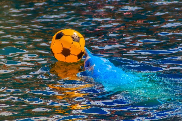 Carino Delfino Sta Giocando Palla Spettacoli Ballo Piscina — Foto Stock