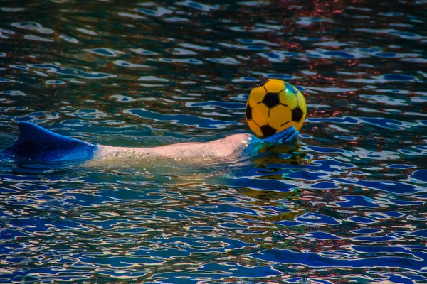 可爱的海豚正在游泳池里玩球和跳舞表演 — 图库照片