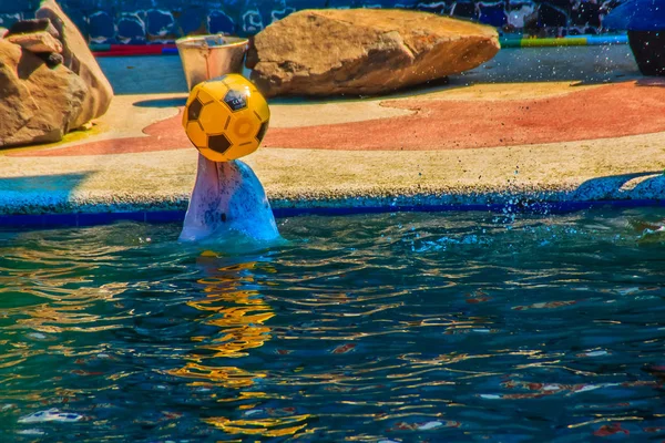 귀여운 돌고래 수영장에서 — 스톡 사진