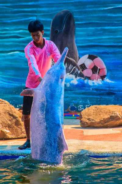 Chanthaburi Thailand May 2015 Trainer Teaching Dolphin Jumping Shows Swimming — Stock Photo, Image