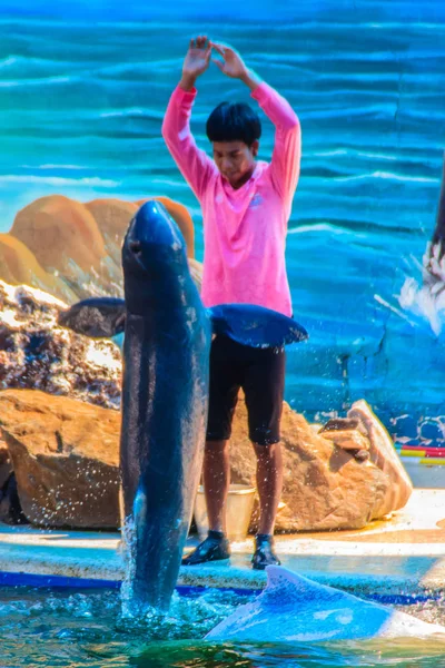 Chanthaburi Tailândia Maio 2015 Treinador Está Ensinando Golfinho Pular Shows — Fotografia de Stock