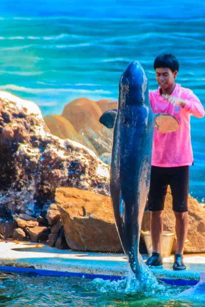 Chanthaburi Tailandia Mayo 2015 Entrenador Está Enseñando Delfín Saltar Espectáculos —  Fotos de Stock