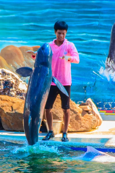 Chanthaburi Thailand May 2015 Trainer Teaching Dolphin Jumping Shows Swimming — Stock Photo, Image