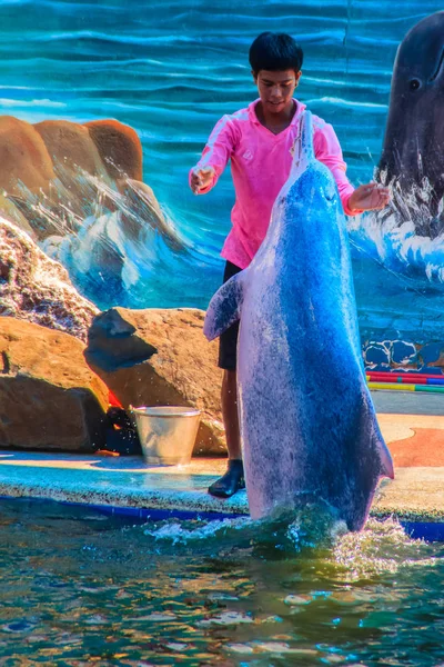 Chanthaburi 2015年5月5日 教练正在教海豚跳跃表演在绿洲海洋世界的游泳池 泰国梦幻般的海豚馆里在 Chanthaburi — 图库照片