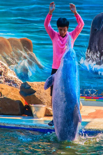 Chanthaburi Tailandia Mayo 2015 Entrenador Está Enseñando Delfín Saltar Espectáculos — Foto de Stock