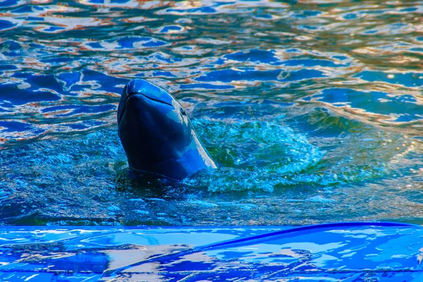 Bonito Golfinho Irrawaddy Orcaella Brevirostris Está Flutuando Água Pulando Para — Fotografia de Stock