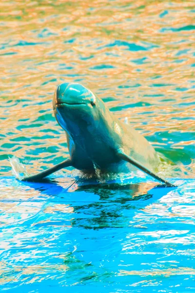 Roztomilý Delfín Irrawaddy Orcaella Brevirostris Plovoucí Vodě Přechod Tanec Palubě — Stock fotografie