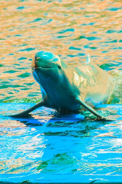 Carino Irrawaddy Delfino Orcaella Brevirostris Galleggia Acqua Salta Ballare Sul — Foto Stock