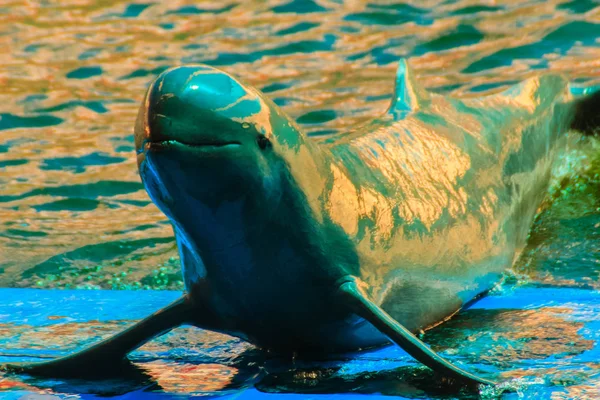 かわいいイラワジ川イルカ カワゴンドウ カワゴンドウが水に浮かんで ジャンプするイルカのショーで ボードの上で踊って — ストック写真