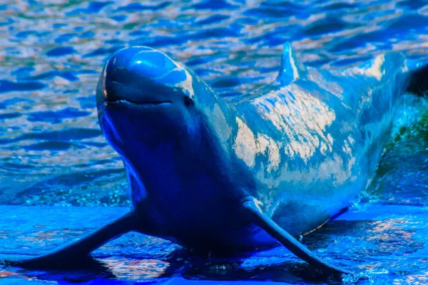 Söt Irrawaddydelfinen Orcaella Brevirostris Flytande Vattnet Och Hoppa Till Dans — Stockfoto