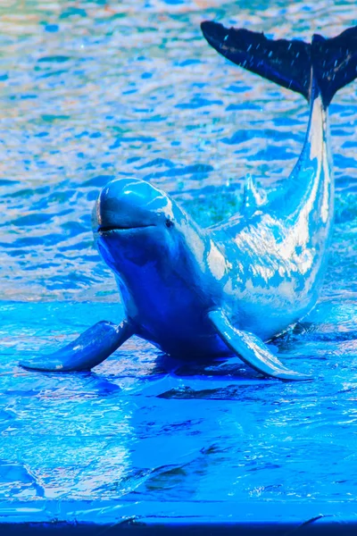 Cute Irrawaddy Dolphin Orcaella Brevirostris Floating Water Jumping Dancing Board — Stock Photo, Image