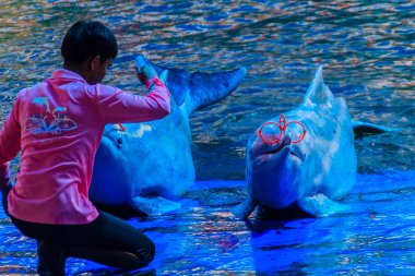 Şirin Hint-Pasifik kambur yunusu Sousa chinensis, ya da pembe yunus veya Çince beyaz yunus sunglass giyen ve dans gösterileri yüzme havuzunda.