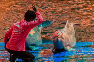 Chanthaburi, Tayland-Mayıs 5, 2015: sevimli Hint-Pasifik kambur yunus Sousa chinensis, ya da pembe yunus, ya da Çin beyaz yunus yüzme havuzunda güneş gözlüğü ve dans gösterileri giyiyor.