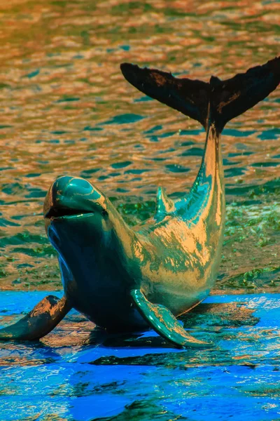 Roztomilý Delfín Irrawaddy Orcaella Brevirostris Plovoucí Vodě Přechod Tanec Palubě — Stock fotografie
