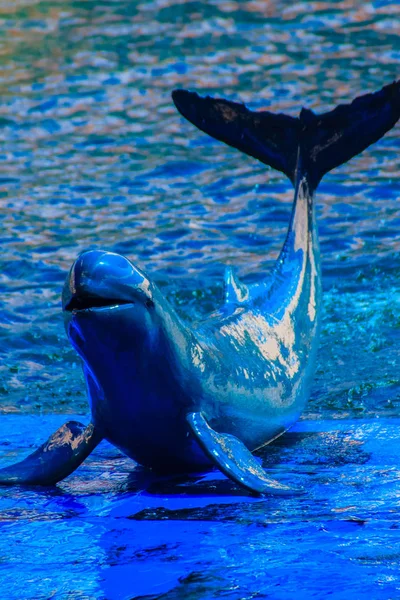 Carino Irrawaddy Delfino Orcaella Brevirostris Galleggia Acqua Salta Ballare Sul — Foto Stock