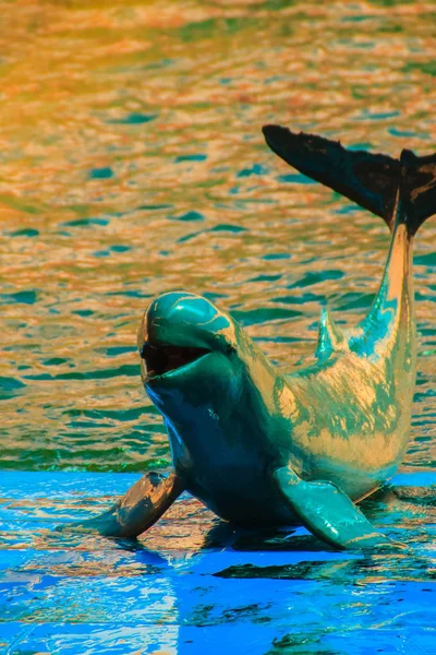 可爱的伊洛瓦底江海豚 Orcaella Brevirostris 漂浮在水中 跳到在黑板上跳舞的海豚表演 — 图库照片