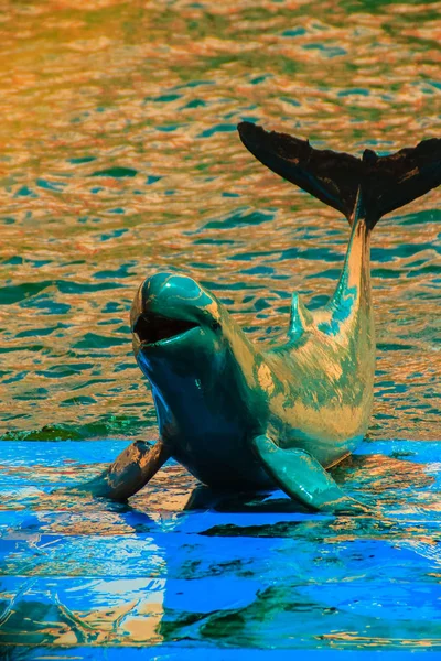 Roztomilý Delfín Irrawaddy Orcaella Brevirostris Plovoucí Vodě Přechod Tanec Palubě — Stock fotografie