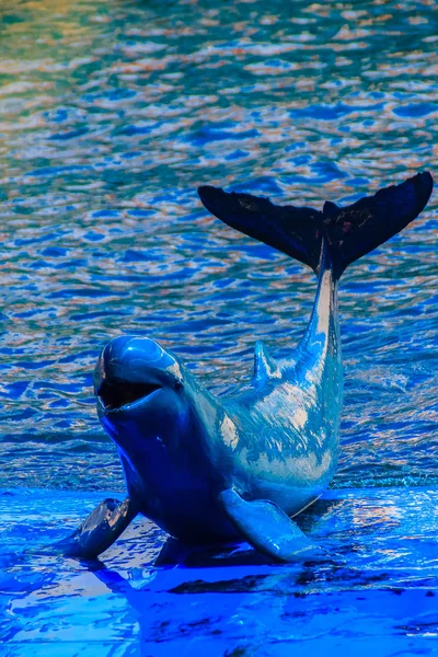 可爱的伊洛瓦底江海豚 Orcaella Brevirostris 漂浮在水中 跳到在黑板上跳舞的海豚表演 — 图库照片