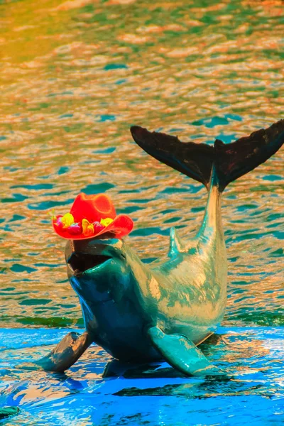 Cute Irrawaddy Dolphin Orcaella Brevirostris Wearing Red Hat Jumping Dancing — Stock Photo, Image