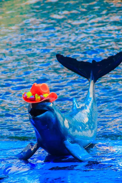 Bonito Golfinho Irrawaddy Orcaella Brevirostris Está Vestindo Chapéu Vermelho Pulando — Fotografia de Stock