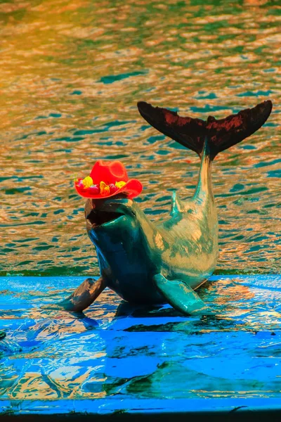 Cute Irrawaddy Dolphin Orcaella Brevirostris Wearing Red Hat Jumping Dancing — Stock Photo, Image