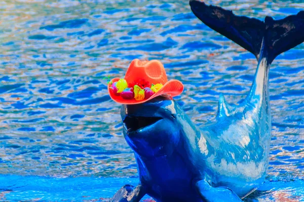 Cute Irrawaddy Dolphin Orcaella Brevirostris Wearing Red Hat Jumping Dancing — Stock Photo, Image