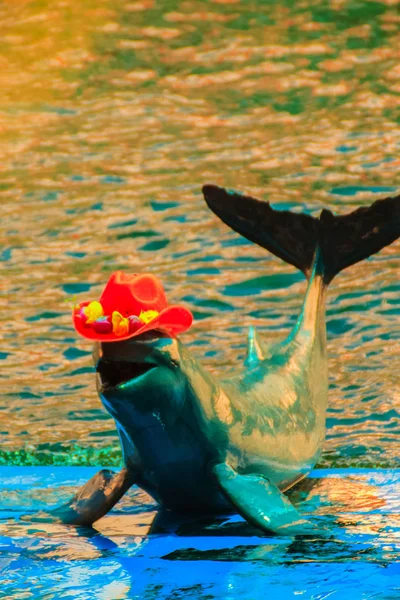 Bonito Golfinho Irrawaddy Orcaella Brevirostris Está Vestindo Chapéu Vermelho Pulando — Fotografia de Stock
