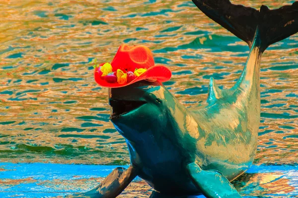 Cute Irrawaddy Dolphin Orcaella Brevirostris Wearing Red Hat Jumping Dancing — Stock Photo, Image