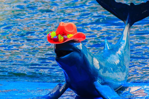 Милый Irrawaddy Дельфин Orcaella Brevirostris Одет Красную Шляпу Прыгает Танцы — стоковое фото