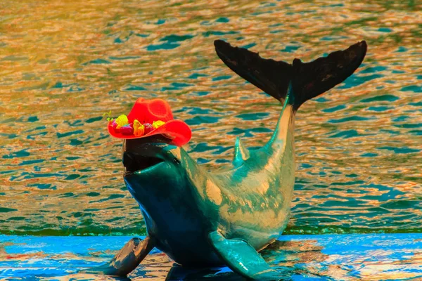 Cute Irrawaddy Dolphin Orcaella Brevirostris Wearing Red Hat Jumping Dancing — Stock Photo, Image