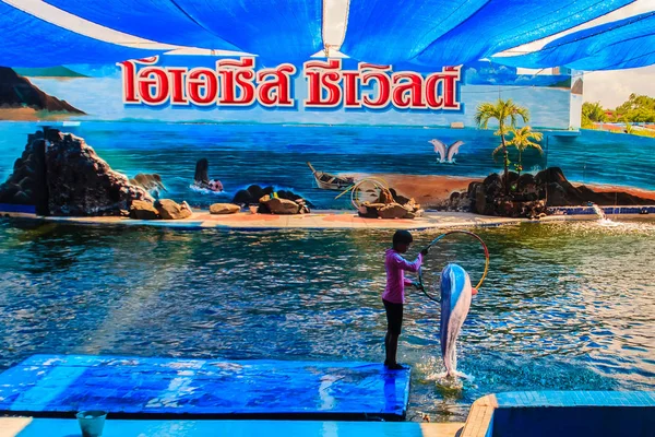 Чантабурі Таїланд Травня 2015 Тренер Вчить Дельфін Стрибки Шоу Басейн — стокове фото