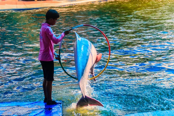 Chanthaburi Tailandia Mayo 2015 Lindo Delfín Jorobado Del Indo Pacífico —  Fotos de Stock