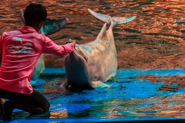Chanthaburi Thailand Mei 2015 Cute Indo Pacific Bulten Dolfijn Sousa — Stockfoto