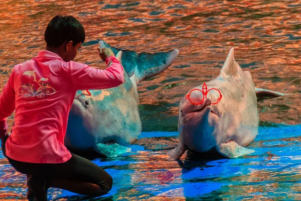 Chanthaburi Tailandia Mayo 2015 Lindo Delfín Jorobado Del Indo Pacífico —  Fotos de Stock