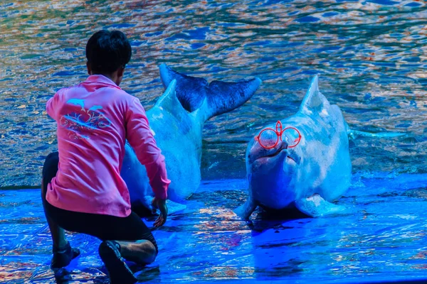 Чантхабури Таиланд Мая 2015 Года Милый Индо Тихоокеанский Горбатый Дельфин — стоковое фото