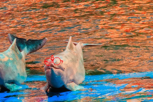 Schattig Indopacifische Bultrug Dolfijn Sousa Chinensis Roze Dolfijn Chinese Witte — Stockfoto