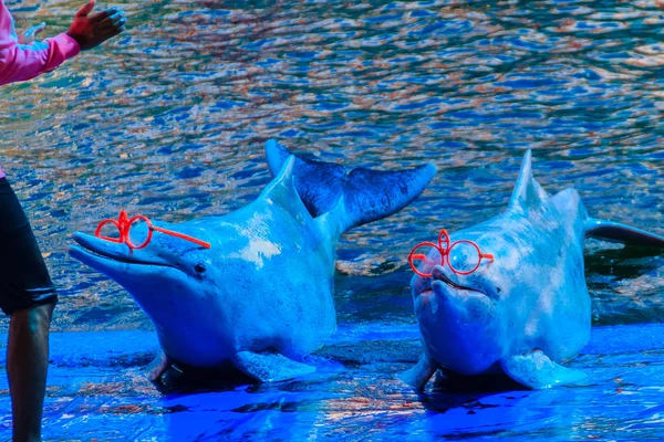 Bonito Golfinho Jubarte Indo Pacífico Sousa Chinensis Golfinho Rosa Golfinho — Fotografia de Stock