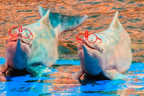 可爱的印度太平洋驼背海豚 或粉红色的海豚 或中国白海豚穿着太阳镜和舞蹈表演在游泳池 — 图库照片