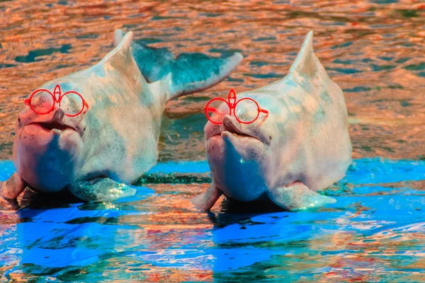 可爱的印度太平洋驼背海豚 或粉红色的海豚 或中国白海豚穿着太阳镜和舞蹈表演在游泳池 — 图库照片