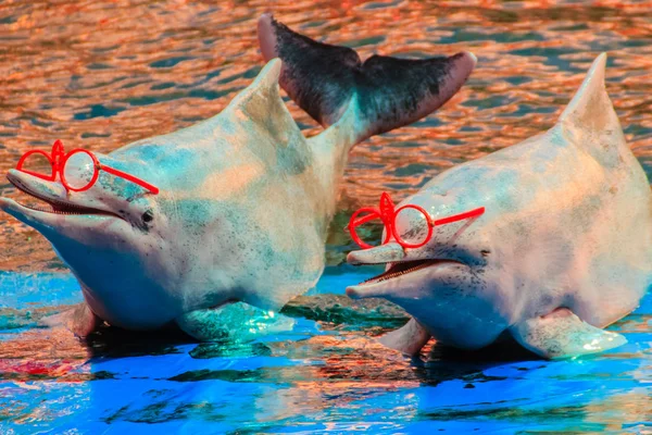 Cute Indo-Pacific humpback dolphin Sousa chinensis ,or Pink dolphin, or Chinese white dolphin is wearing sunglass and dancing shows in the swimming pool.