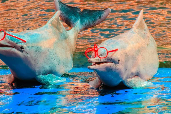 Cute Indo-Pacific humpback dolphin Sousa chinensis ,or Pink dolphin, or Chinese white dolphin is wearing sunglass and dancing shows in the swimming pool.