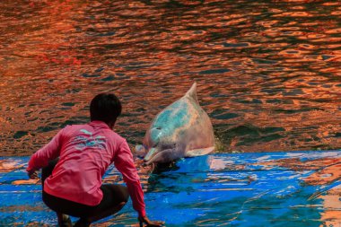 Chanthaburi, Tayland - 5 Mayıs 2015: Oasis Sea World, Chanthaburi, Tayland Tayland fantastik Dolphinarium yüzme havuzunda gösterilerinde atlama yunus eğitmeni öğretiyor.