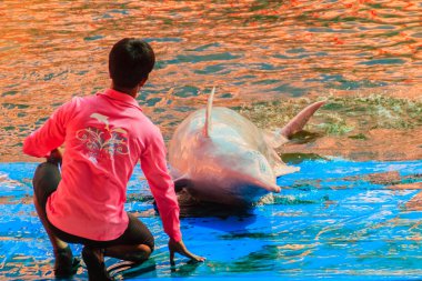 Chanthaburi, Tayland - 5 Mayıs 2015: Oasis Sea World, Chanthaburi, Tayland Tayland fantastik Dolphinarium yüzme havuzunda gösterilerinde atlama yunus eğitmeni öğretiyor.