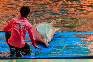 Chanthaburi, Tayland - 5 Mayıs 2015: Oasis Sea World, Chanthaburi, Tayland Tayland fantastik Dolphinarium yüzme havuzunda gösterilerinde atlama yunus eğitmeni öğretiyor.