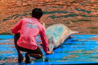 Chanthaburi, Tayland - 5 Mayıs 2015: Oasis Sea World, Chanthaburi, Tayland Tayland fantastik Dolphinarium yüzme havuzunda gösterilerinde atlama yunus eğitmeni öğretiyor.